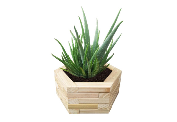 From $31.50 for a Hexagon Planter Box – Four Sizes Avaialble