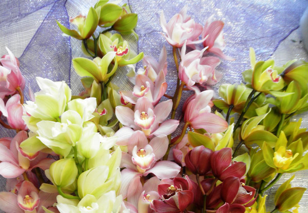 $30 for a Minimum of Eight Orchid Stems Straight from the Grower