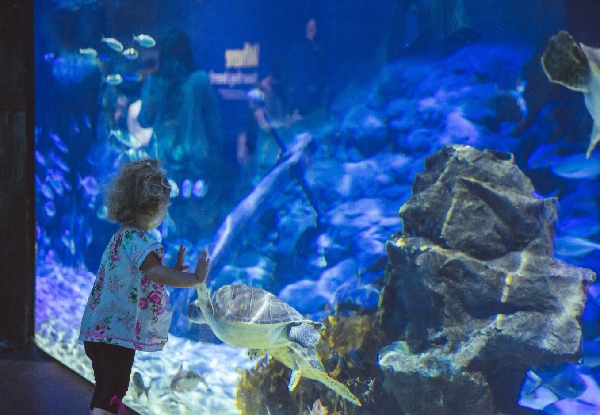 Adult & Child Admission to Sleep Under the Sea Overnight at SEA LIFE - Saturday 5th October, 7.00pm - Options for Two Adults & One Child & One Additional Child Available