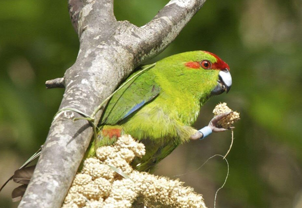 Two-Hour Zealandia by Day Guided Tour for One Adult or 2.5-Hour Zealandia by Night Guided Tour - Child Option Available