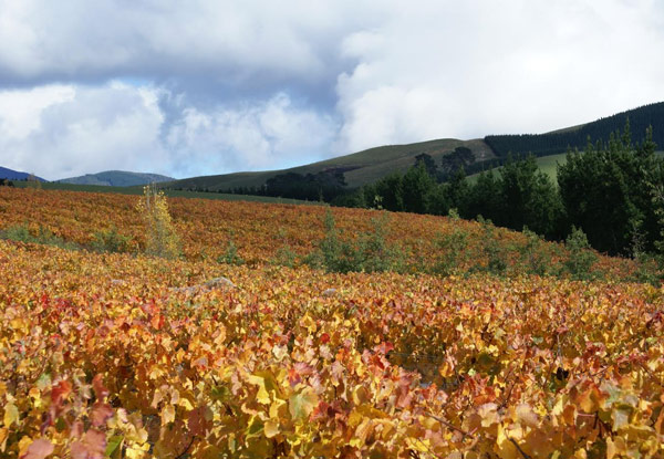 $199 for a Martinborough Wine Tour for Two People incl. Three Tastings, Lunch, Chauffeur Driven Quality Vehicles, Railway & Accommodation Pick-Up & Drop Off (value up to $500)