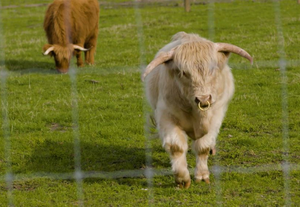 Ultimate Kiwi Farm Experience & Sheep Shearing Show Adult Entry incl. $5 off the 3D Trick Art Entry - Options for Child Entry or Family Pass