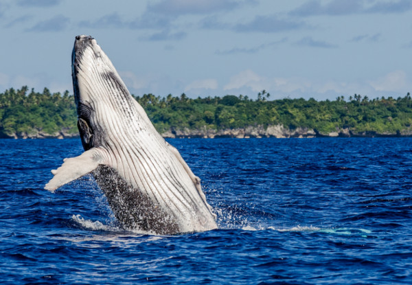 Per Person Twin Share Five-Night Stay in a Deluxe Queen Room incl. a Day Trip to Watch & Swim with Whales