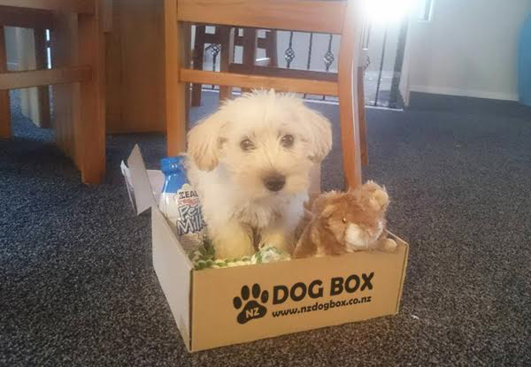 $25 for a Surprise Box of Dog Treats & Products – Options Available for Different Sized Dogs