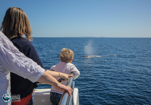 Auckland Whale & Dolphin Safari Adult Ticket 
- Option for Child Ticket Available