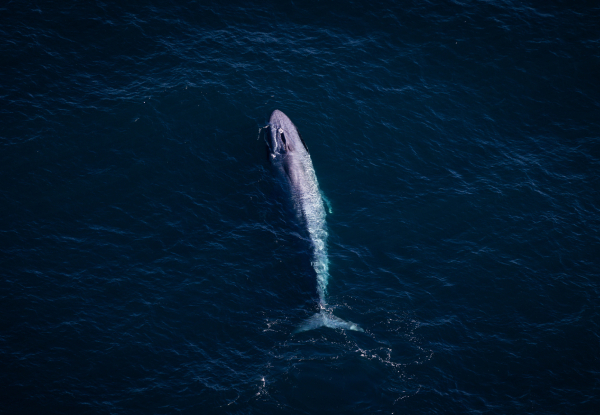 20% Off Adult Fares on a 30-Minute Whale Watch Flight - Option for Private Hire for up to Seven Passengers