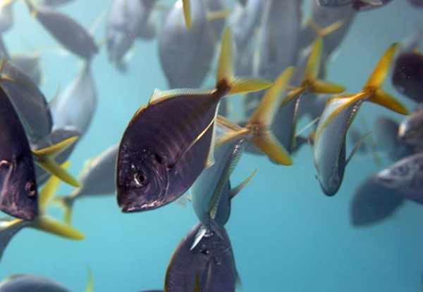 Dive Charter at Goat Island or Tawharanui Marine Reserve