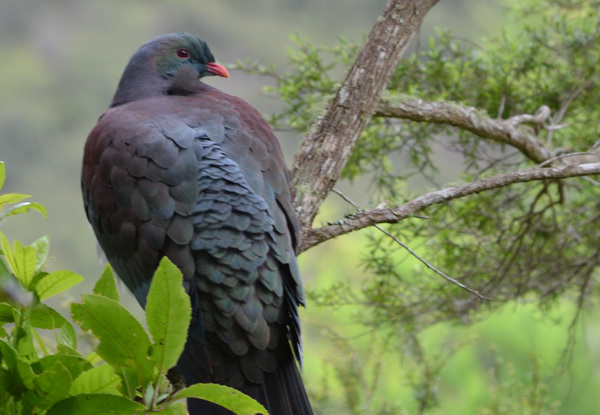 Two-Night Coromandel Getaway for Two People in a Garden Cabin incl. a $20 Food Voucher Each to use at the Royal Oak Hotel - Options for up to Four Guests & Five-Nights Stay