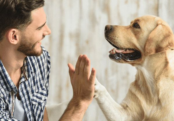 Dog Socialisation & Obedience Online Masterclass