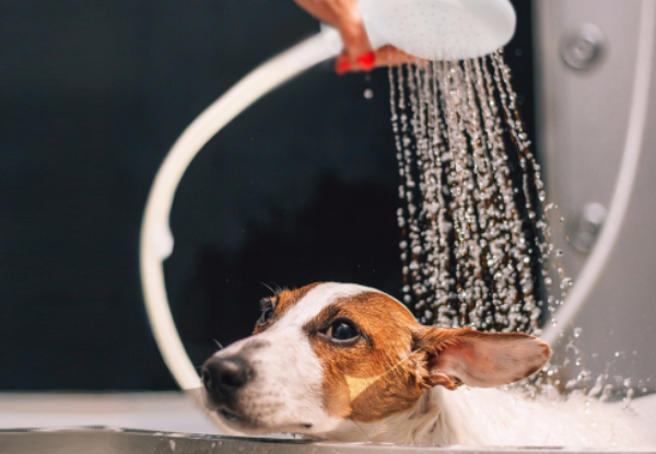Shower Head for Dogs