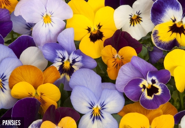 200 Mixed Pansy & Mixed Carnation Seedlings