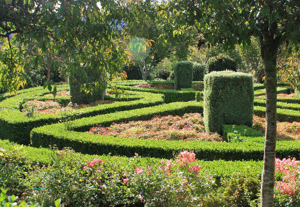 Devonshire Tea & Summer Gardens Entry for One Person - Option for Devonshire Tea & Lifetime Membership from Aston Norwood Gardens