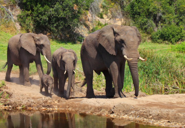 Per-Person Twin-Share for a Four-Night Luxury Full Board South Africa Safari Tour incl. Game Drive, Bird Hide Experience at Botlierskop Private Game Reserve - Option for Six Nights