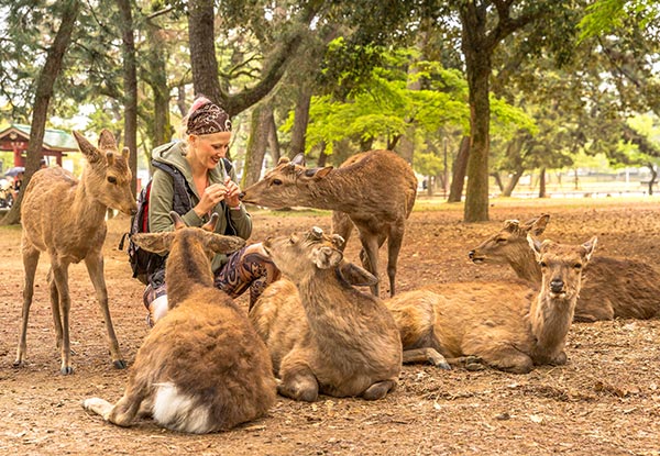 Per-Person Twin-Share 16-Day Timeless Japan Tour incl. International Flights, Accommodation, Admission & Sightseeing Fees, English Speaking Guide & More - Options for a Solo Traveller Available