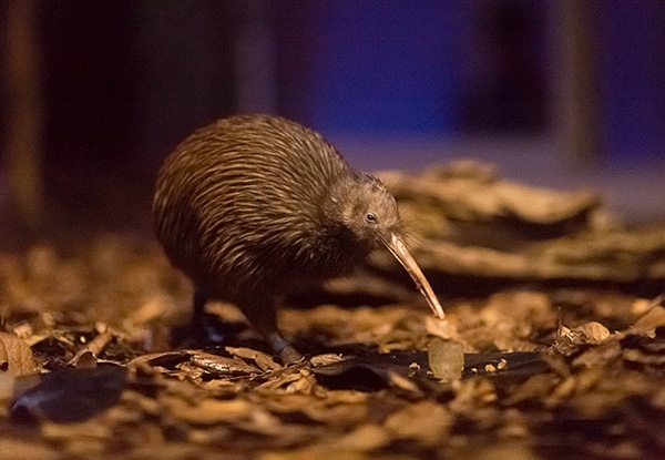 Family Pass Entry to Kiwi North Whangarei -
 Option for Two Adults