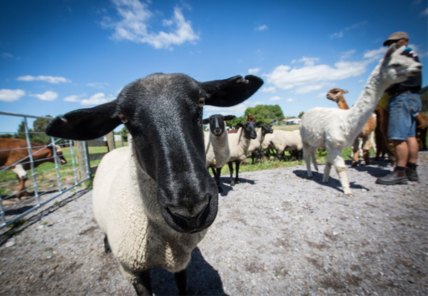 Farm Tour at Rotorua Heritage Farm - Options for Adult, Child or Family Pass