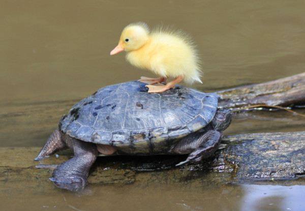 Adult Admission to Staglands Wildlife Reserve - Open Seven Days