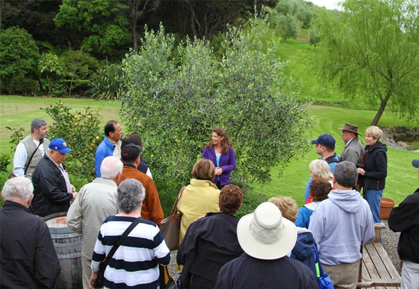 Premium Full-Day Waiheke Island Tour incl. Four Tastings at Four Vineyards for One Person - Option for up to 10 People