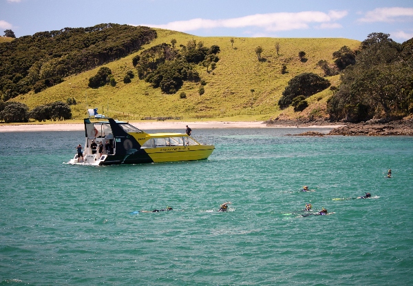 Four-Hour Dolphin Discovery Cruise in the Stunning Bay of Islands - Options for Adults, Children & Family