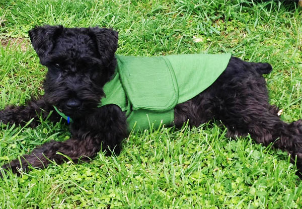 $65 for a NZ Designed Canine Calm Coat (value $95)