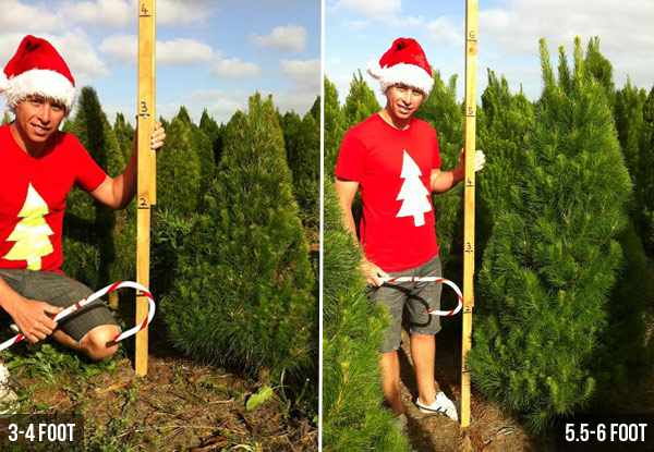 Christmas Tree incl. Removal After Christmas - Choose from Two Sizes & Six Pick-Up Locations