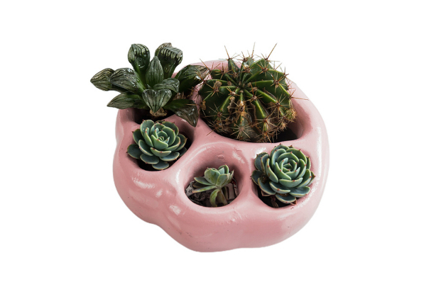 Mini Desktop Succulent Flower Pot - Available in Four Colours & Option for Two-Piece