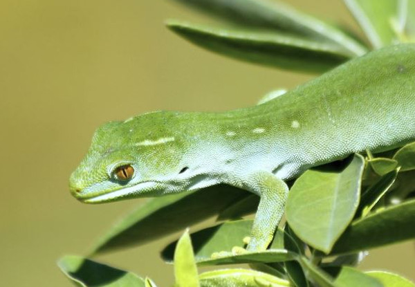 Kapiti Island Day Trip incl. Ferry Transport, Introductory Talk & DOC Permit for One Person - Option to incl. One-Hour Guided Walk & Lunch - Midweek & Weekend Options Available