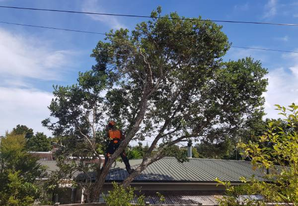 Two-Hour Tree Services by Two Workers incl. Truck & Chipper, Removal of Wood & Green Waste - Option for Four Hours Available