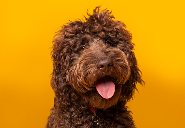Dog Groom at CareVets Napier incl. a $10 Return Voucher - Options for Small, Medium & Large Dogs
