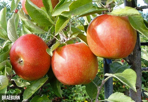 Apple Trees - Four Varieties Available