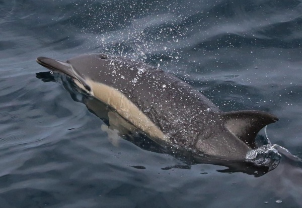 Tikapa Moana Whale & Dolphin Wildlife Cruise - Options for Adult with Child & Additional Children - Take the Kids for Free