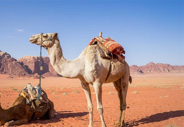 Per-Person Twin-Share 15-Day Jordan & Egypt Coach Tour incl. Five-Star Nile Cruise, Accommodation, Egyptologist Guide, Sightseeing & More - Option for Single Traveller