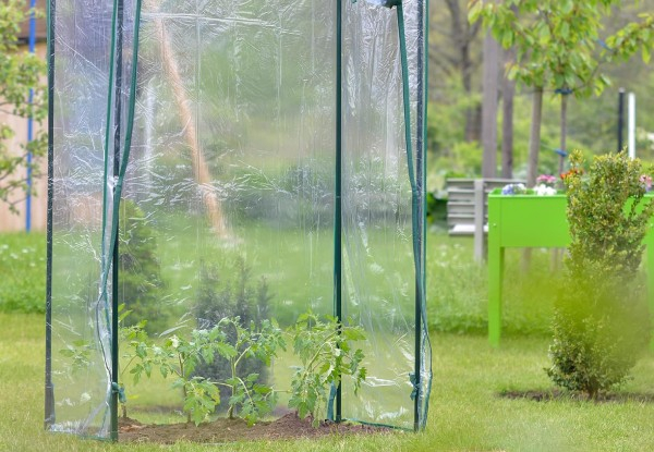 Tomato Greenhouse with Roll-up Door