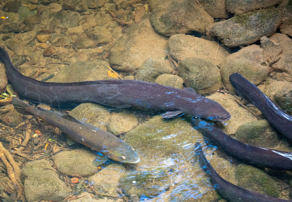 Up to 40% Off, Visit Pukaha National Wildlife Centre - Options for Single Adult Entry with Morning or Afternoon Tea, a Premium Half Day Experience for Two Adults, or a Family Guided Experience