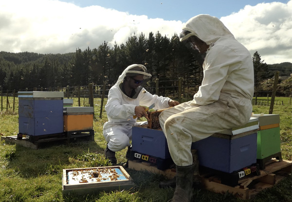 Beekeeping Teaser Experience incl. Take-Home Honey & Transport - Option for Half Day Be a Beekeeper, Full Day or Help Prepare Beehives for the Nectar Flow or Harvest Honey