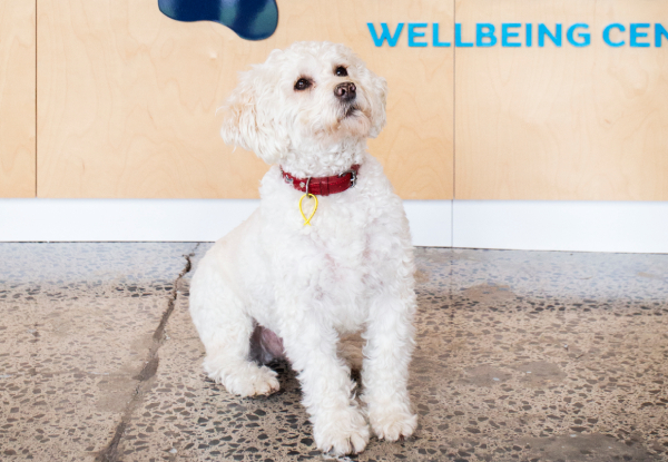 45-Minute Dapper Dog Full Luxury Grooming Package