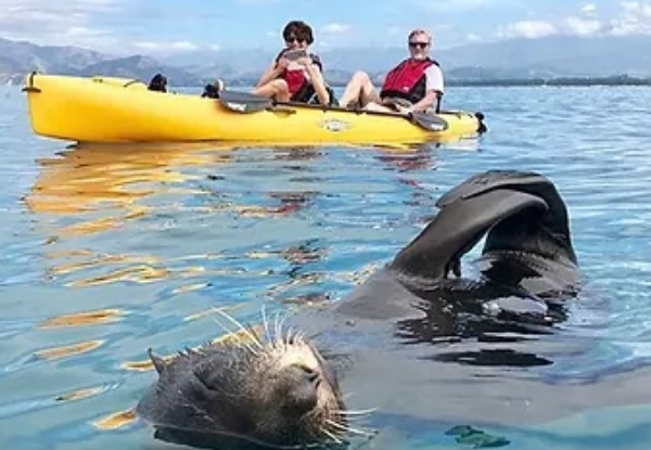 2.5 - 3 Hour Guided Kaikoura Seal & Marine Life Kayaking Experience for One Adult - Options for Child, Two Adults or Four Adults