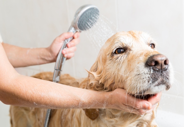 Online Dog Grooming Professional Diploma Course