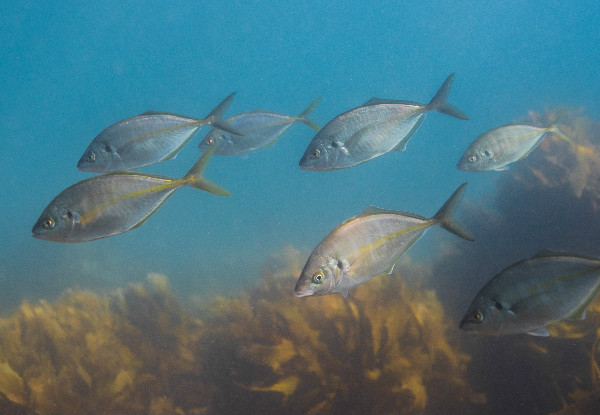 Half-Day Try Scuba Diving at Goat Island, Leigh incl. $50 Voucher for an Open Water Course  - Option for Two People