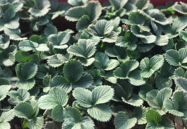 Set of 50 Bare Rooted Camarosa Strawberry Plants