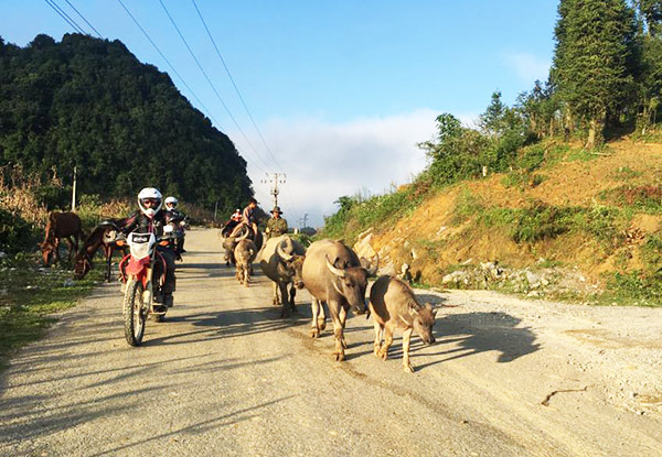 Per-Person Twin-Share for a Five-Day Northwest Vietnam Motorbike Tour incl. English Speaking Guide, Safety Gear, Gas & Sightseeing