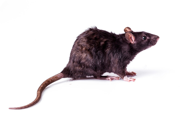 Rat & Mice Pest Control Treatment