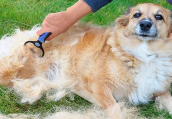 Pet Grooming Brush - Two Colours Available