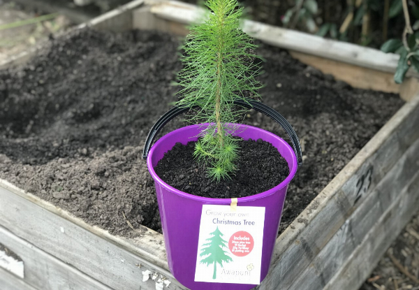 Grow your own Christmas Tree Set incl. Pine Tree, 9.6L Bucket, 50g Fertilizer & 8L Potting Mix