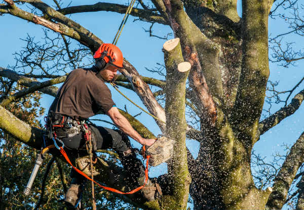 One Hour of Tree Maintenance Work from Professional Arborist & Ground Labourer - Option for Two Hours