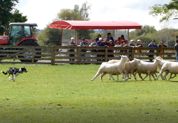 Ultimate Kiwi Farm Experience & Sheep Shearing Show incl. $5 off the 3D Trick Art Entry or $5 off the Farm Buffet - Options for Adult, Child or Family Pass