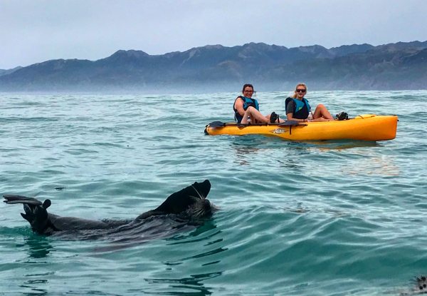 2.5 - 3 Hour Guided Kaikoura Seal & Marine Life Kayaking Experience for One Adult - Options for Child, Two Adults or Four Adults